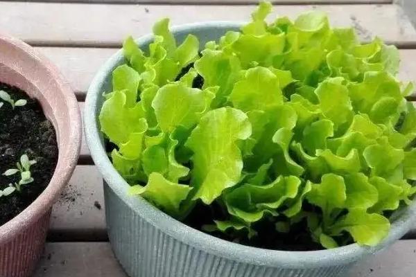 盆栽生菜能再生吗，盆栽生菜是可以再生的
