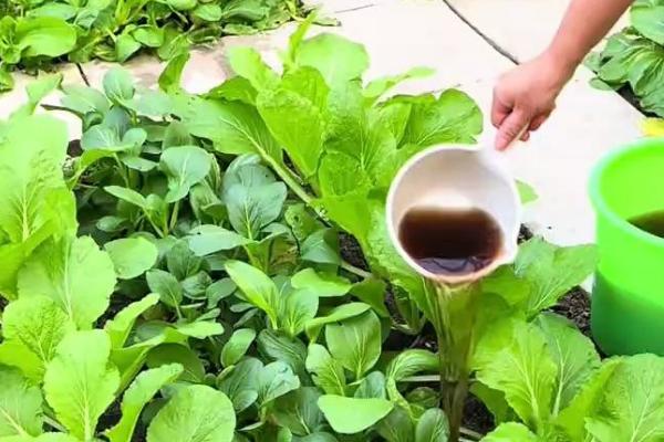 盆栽生菜能再生吗，盆栽生菜是可以再生的