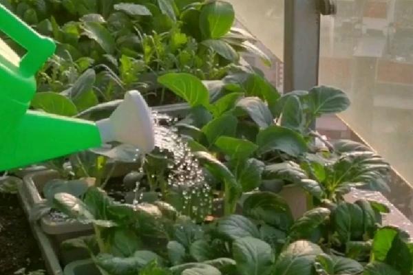 盆栽生菜能再生吗，盆栽生菜是可以再生的