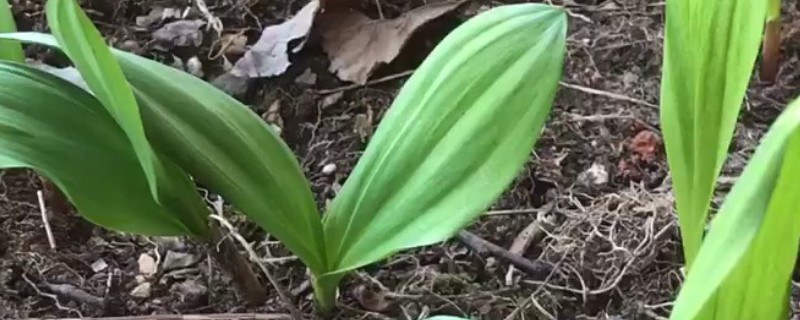 茖葱的收获时间，一般在夏季采收