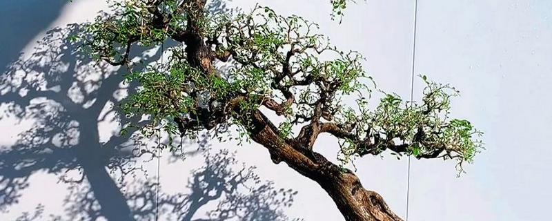 怎么种九里香老桩，种植前需要适当修剪