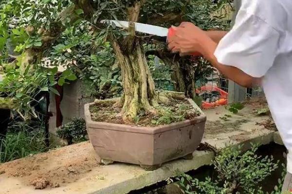 怎么种九里香老桩，种植前需要适当修剪