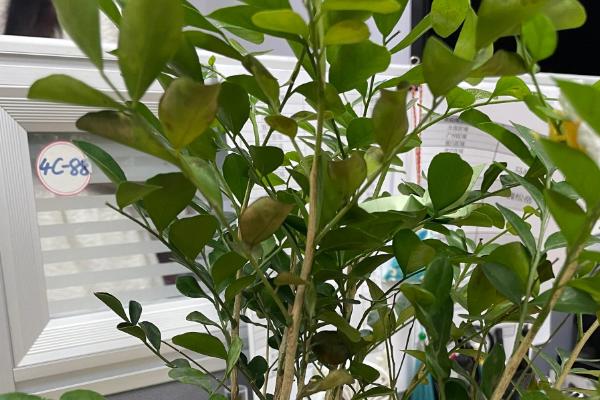 怎么种九里香老桩，种植前需要适当修剪