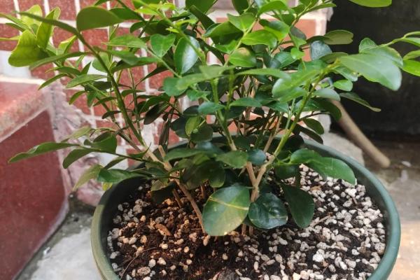 怎么种九里香老桩，种植前需要适当修剪