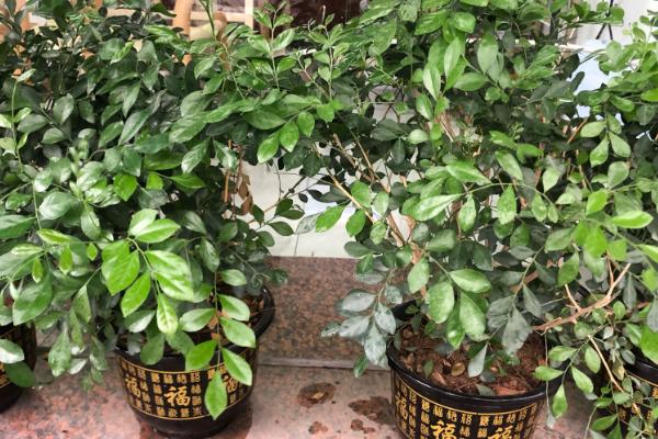 怎么种九里香老桩，种植前需要适当修剪