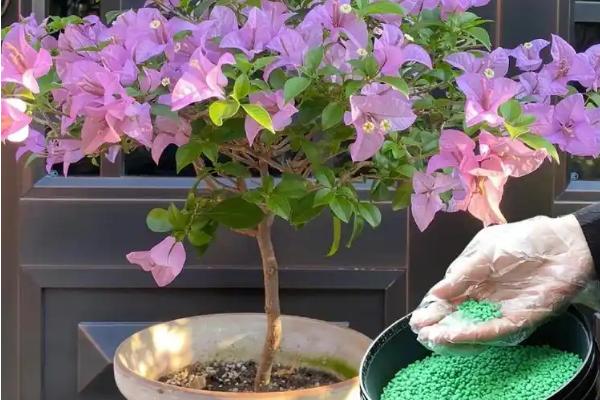 三角梅会不会爬藤，属于爬藤类植物