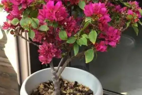 三角梅会不会爬藤，属于爬藤类植物