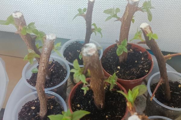 三角梅会不会爬藤，属于爬藤类植物