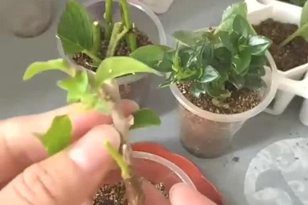 三角梅会不会爬藤，属于爬藤类植物