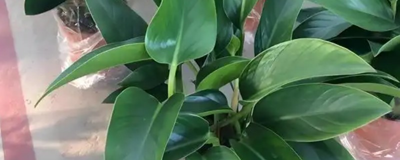 金钻多长时间浇一次水，春天要每星期浇水一次