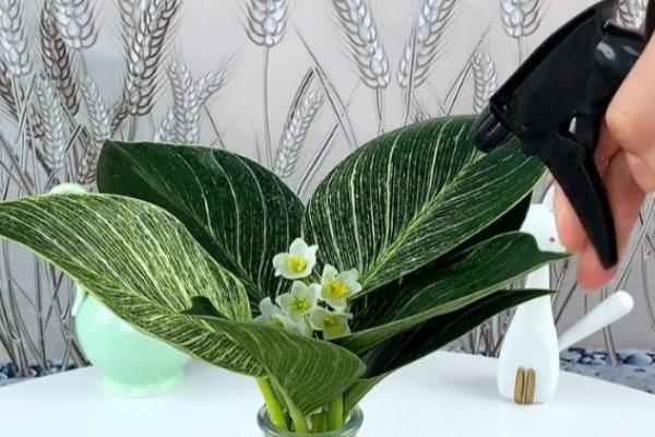 金钻多长时间浇一次水，春天要每星期浇水一次