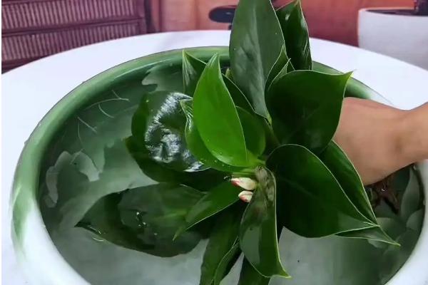 金钻多长时间浇一次水，春天要每星期浇水一次