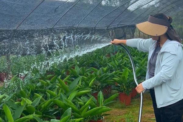 金钻多长时间浇一次水，春天要每星期浇水一次