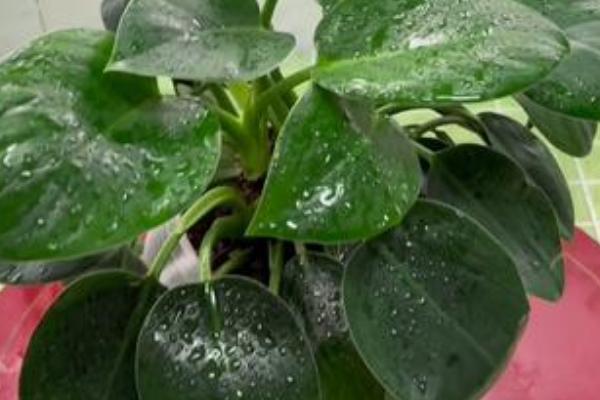 金钻多长时间浇一次水，春天要每星期浇水一次