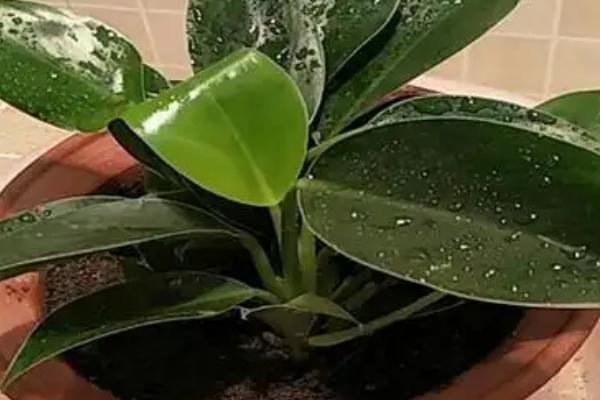 金钻多长时间浇一次水，春天要每星期浇水一次