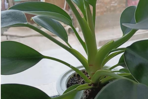 金钻多长时间浇一次水，春天要每星期浇水一次