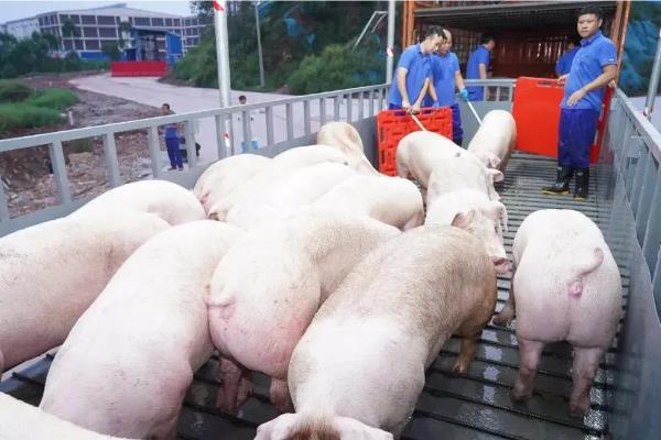 猪养多长时间可以售卖，经过150-180天左右便可出售