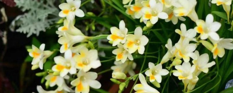 什么花卉适合送给姐姐，可选择小苍兰、百合花等品种