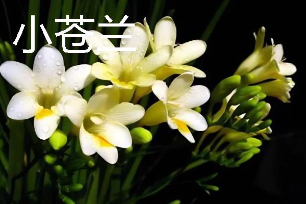 什么花卉适合送给姐姐，可选择小苍兰、百合花等品种