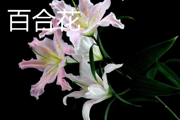 什么花卉适合送给姐姐，可选择小苍兰、百合花等品种