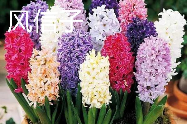 什么花卉适合送给姐姐，可选择小苍兰、百合花等品种