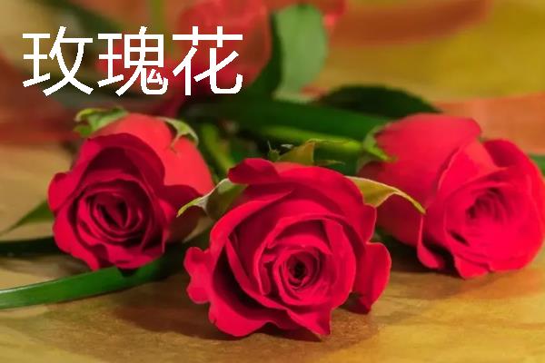 什么花卉适合送给姐姐，可选择小苍兰、百合花等品种
