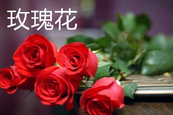 什么花卉适合送给姐姐，可选择小苍兰、百合花等品种