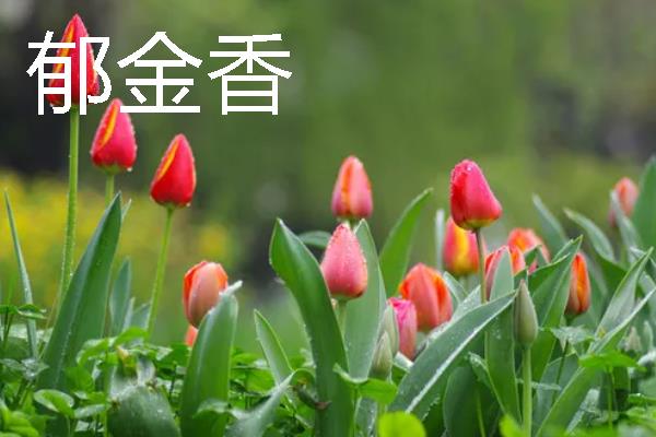 什么花卉适合送给姐姐，可选择小苍兰、百合花等品种