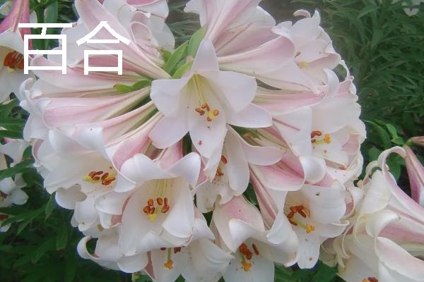 什么花卉适合送给姐姐，可选择小苍兰、百合花等品种