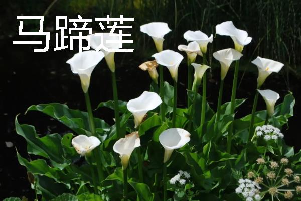 什么花卉适合送给姐姐，可选择小苍兰、百合花等品种