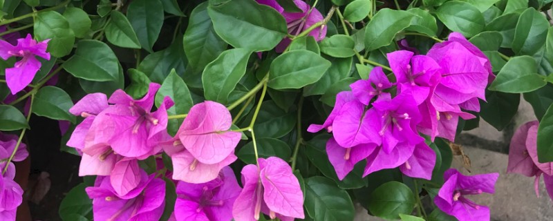 三角梅会不会爬藤，属于爬藤类植物