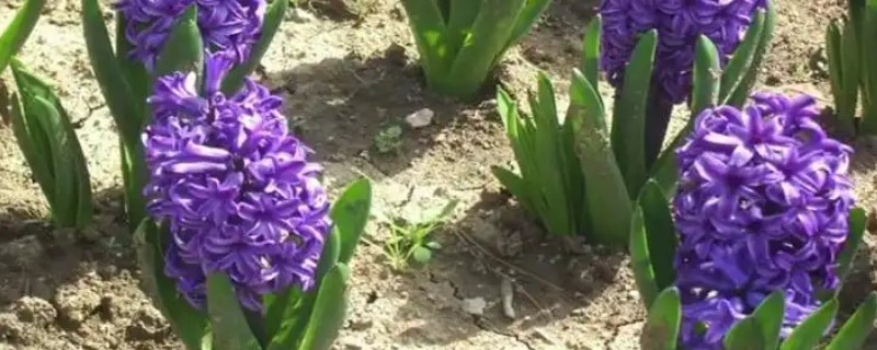 风信子是开一次花就死了吗，有适宜的养护环境便可继续开花