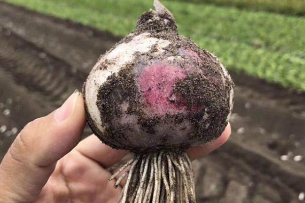 风信子是开一次花就死了吗，有适宜的养护环境便可继续开花
