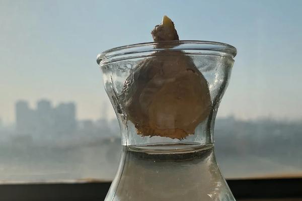 风信子是开一次花就死了吗，有适宜的养护环境便可继续开花
