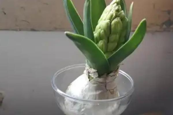 风信子是开一次花就死了吗，有适宜的养护环境便可继续开花