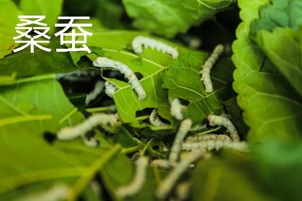 蚕的分类，分为桑蚕、柞蚕、蓖麻蚕等