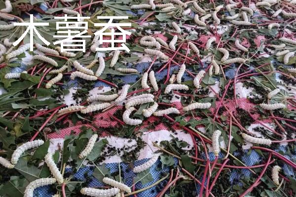 蚕的分类，分为桑蚕、柞蚕、蓖麻蚕等