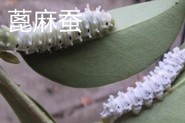 蚕的分类，分为桑蚕、柞蚕、蓖麻蚕等