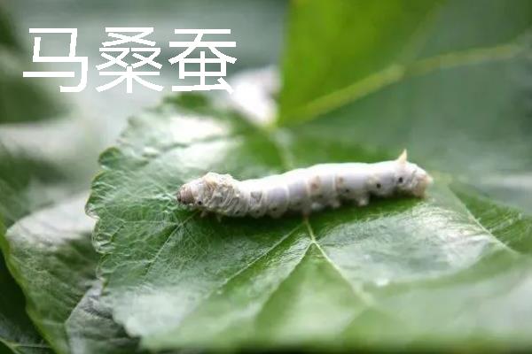 蚕的分类，分为桑蚕、柞蚕、蓖麻蚕等