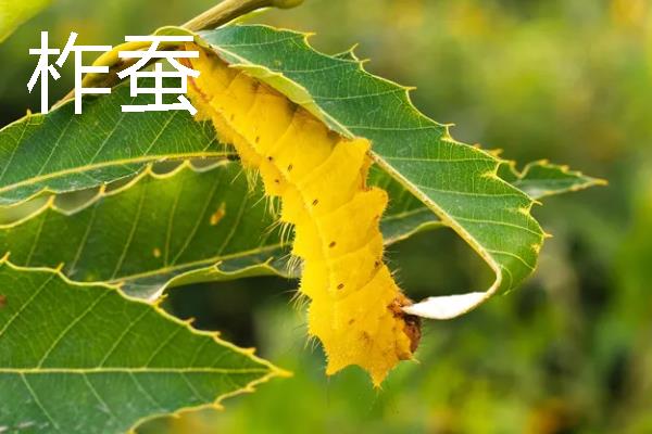 蚕的分类，分为桑蚕、柞蚕、蓖麻蚕等