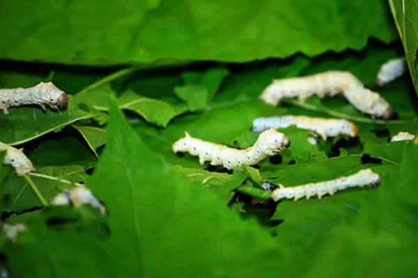 蚕的分类，分为桑蚕、柞蚕、蓖麻蚕等