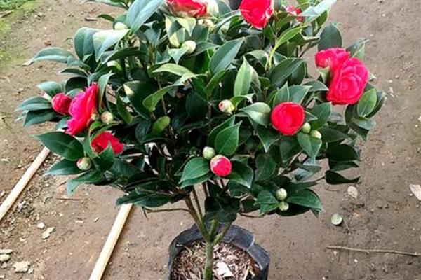 山茶花如何养殖，生长季节每隔20天追肥一次