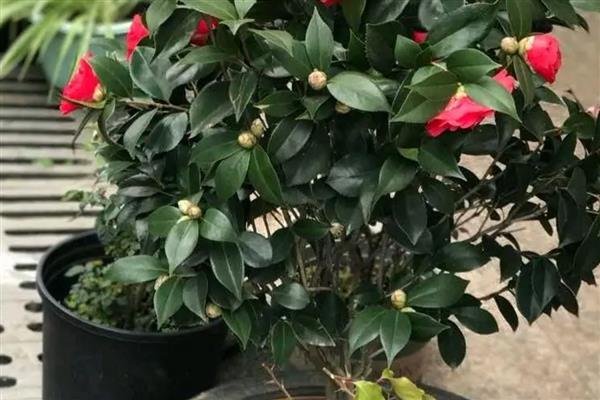 山茶花如何养殖，生长季节每隔20天追肥一次