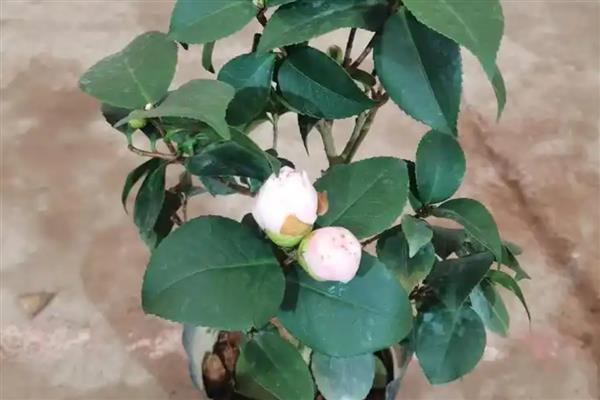 山茶花如何养殖，生长季节每隔20天追肥一次