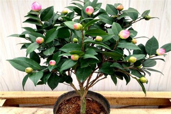 山茶花如何养殖，生长季节每隔20天追肥一次