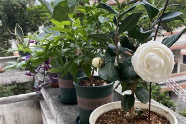 山茶花如何养殖，生长季节每隔20天追肥一次