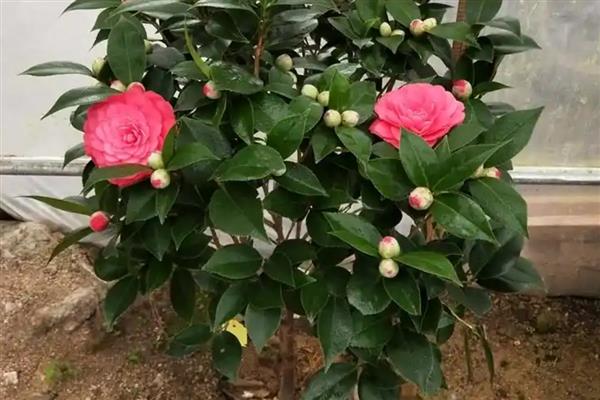 山茶花如何养殖，生长季节每隔20天追肥一次