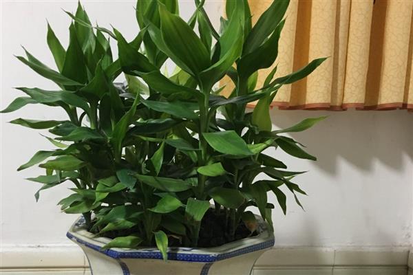 家里为什么不适合养藤蔓类植物，风水学认为此类植物容易招阴气