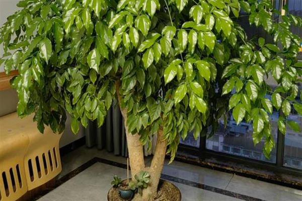 家里为什么不适合养藤蔓类植物，风水学认为此类植物容易招阴气