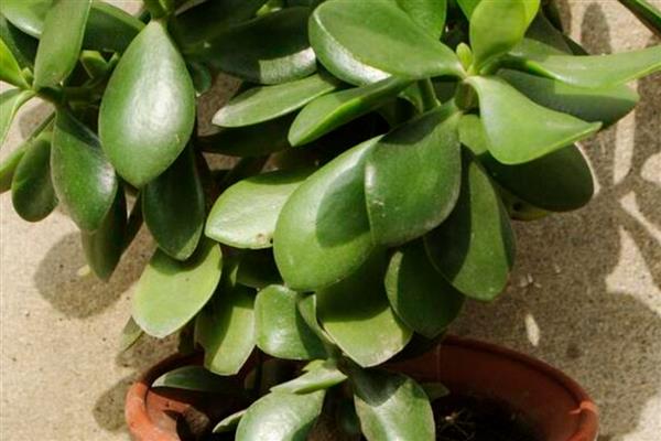 家里为什么不适合养藤蔓类植物，风水学认为此类植物容易招阴气